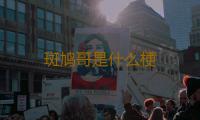 斑鸠哥是什么梗 